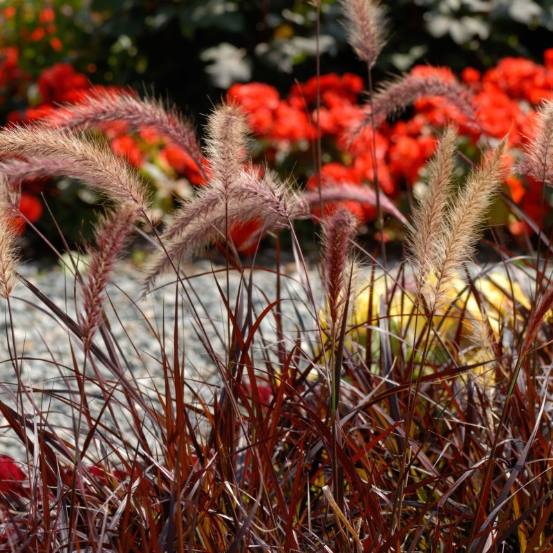 Pennisetum setaceum Rubrum