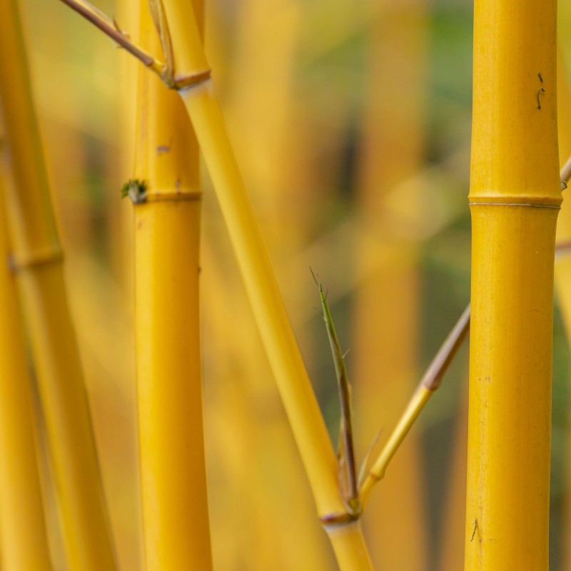 Bambus Phyllostachys Aureocaulis