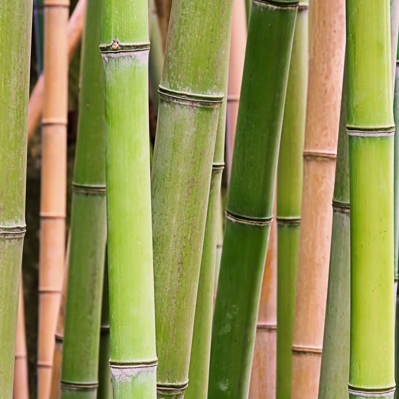Bambus Phyllostachys bissetii