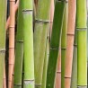 Bambus Phyllostachys bissetii