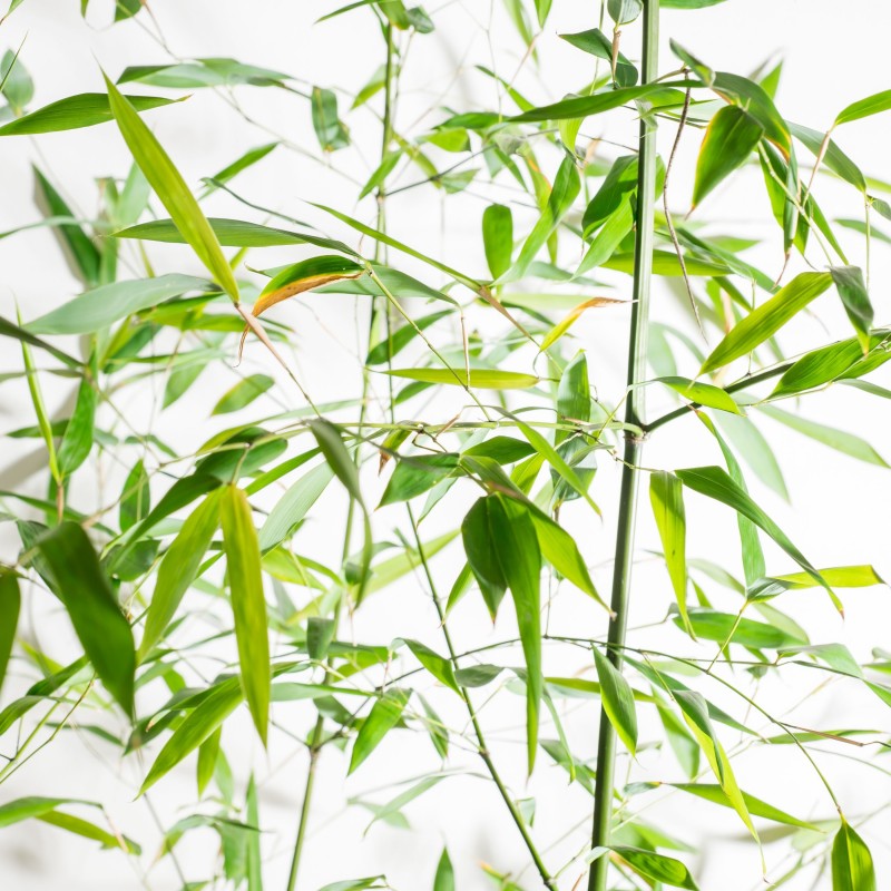 Bambus Phyllostachys bissetii