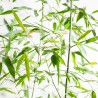 Bambus Phyllostachys bissetii