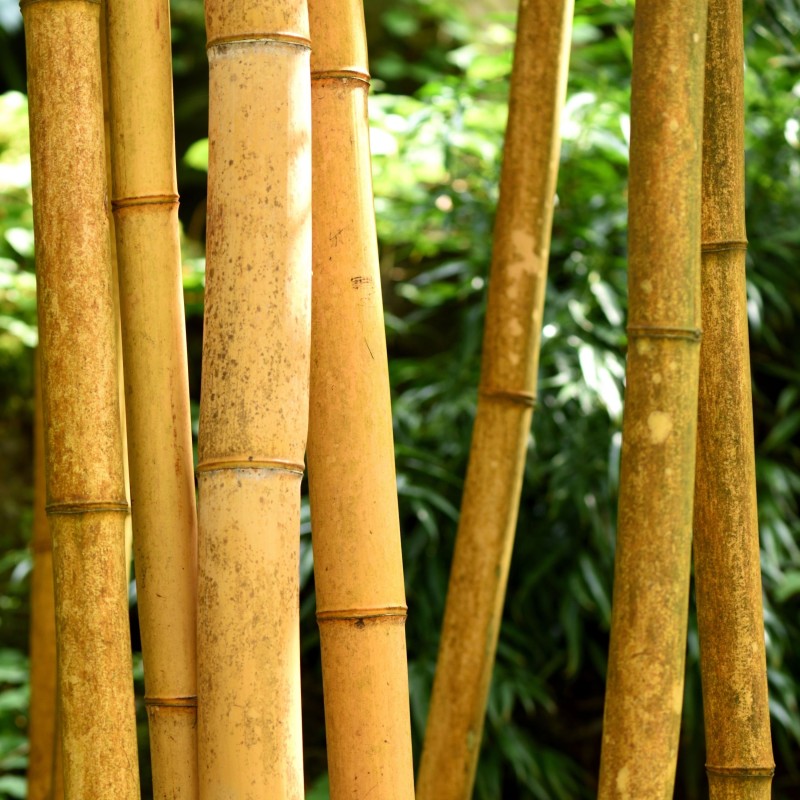 Bambus chinezesc Lemn de aur