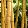 Bambus chinezesc Lemn de aur