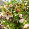 Spanz oriental Peach