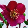 Spanz oriental Pretty Ellen rosu