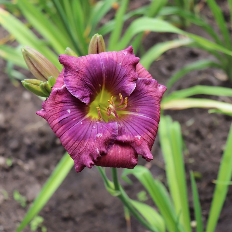 Crin Lavender Blue Baby