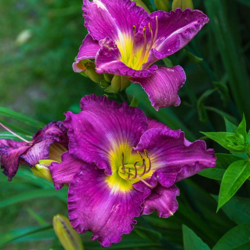 Crin Lavender Blue Baby