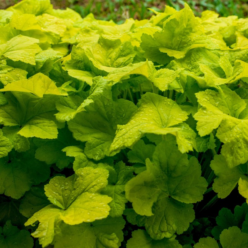Heuchera Citronelle
