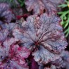 Heuchera Forever Purple