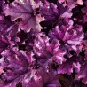 Heuchera Forever Purple
