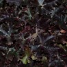 Heuchera Obsidian