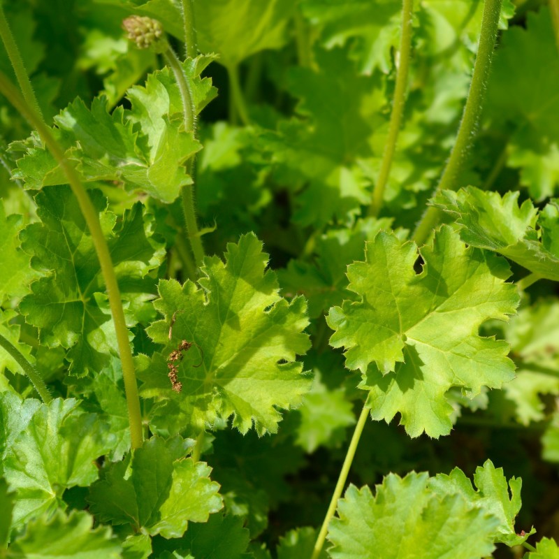 Heuchera Apple Crips