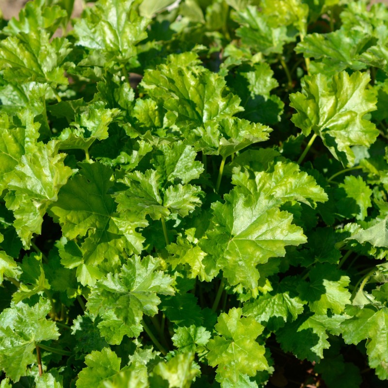 Heuchera Apple Crips