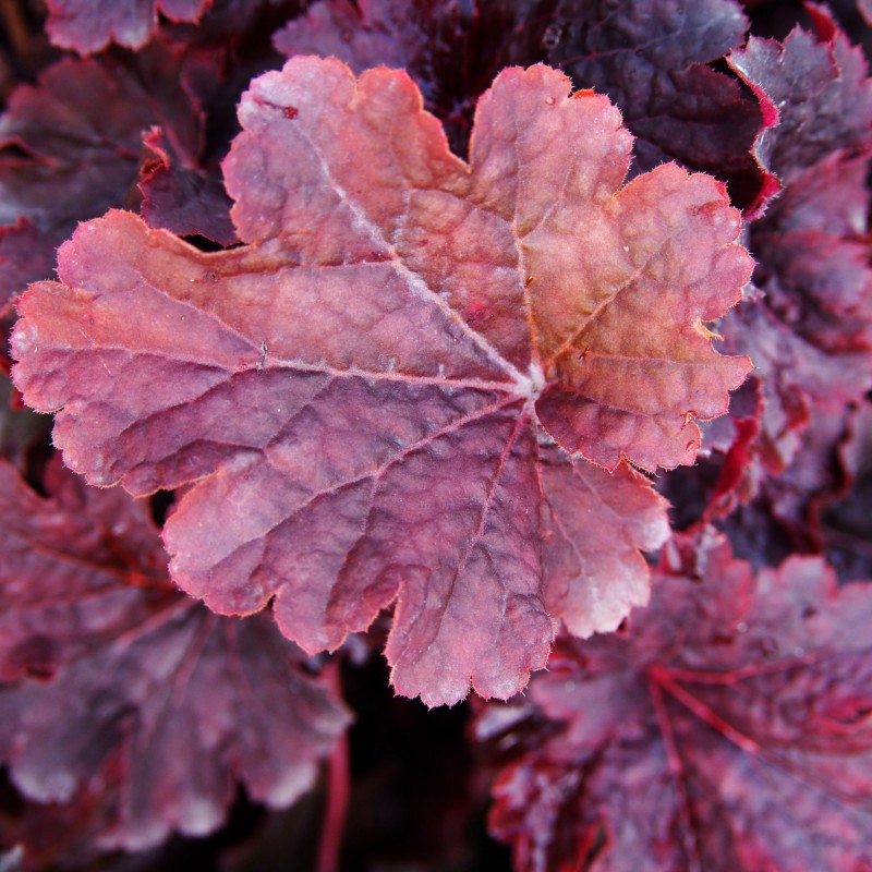 Heuchera Cajun Fire