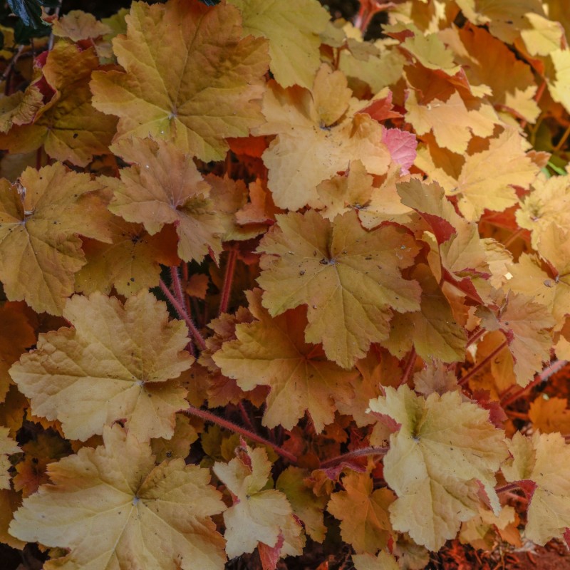 Heuchera Caramel