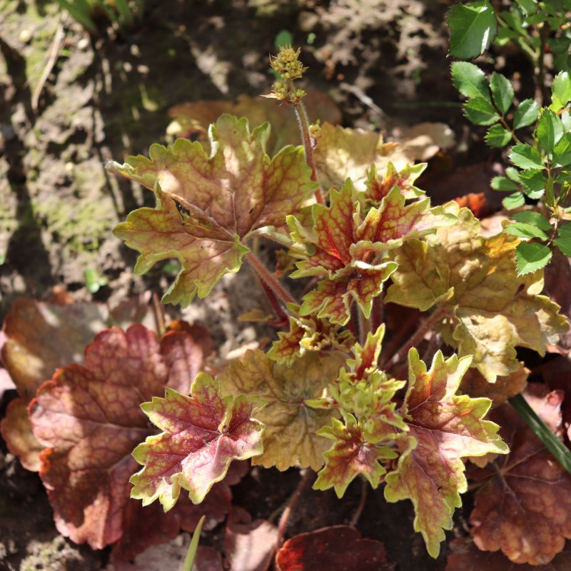 Heuchera Champagne