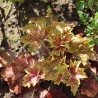 Heuchera Champagne