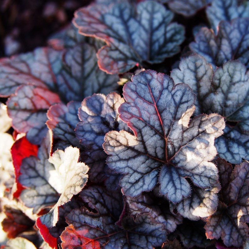 Heuchera Cinnabar Silver