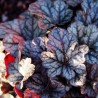Heuchera Cinnabar Silver