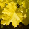 Heuchera Electric Lime