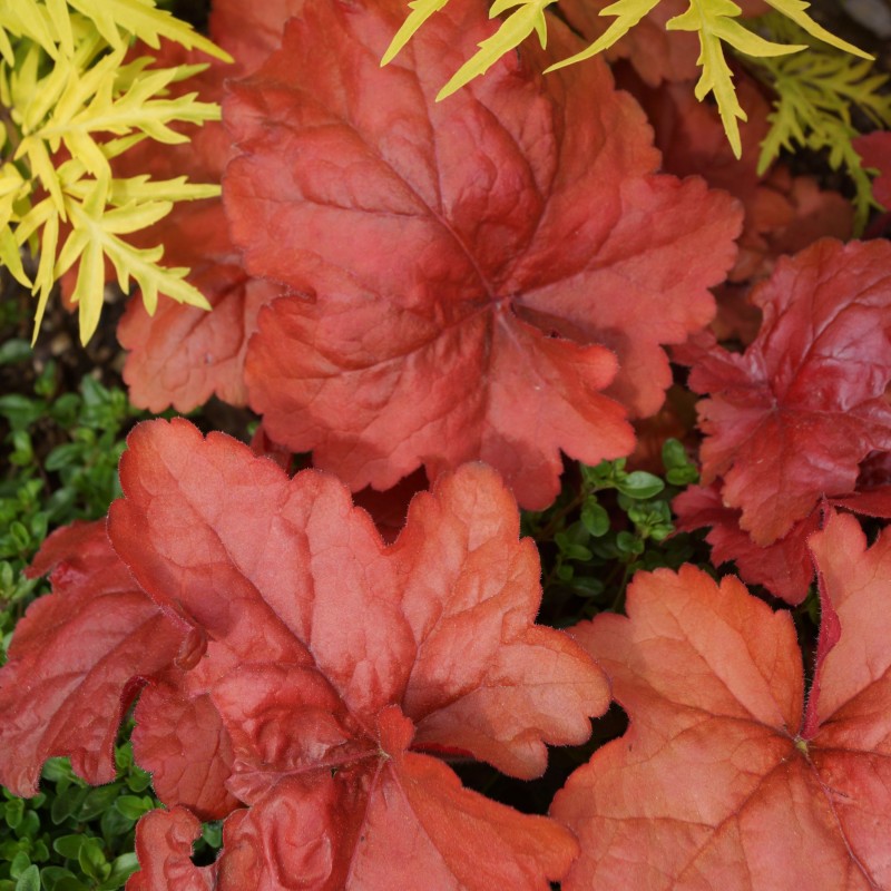 Heuchera Fire Alarm