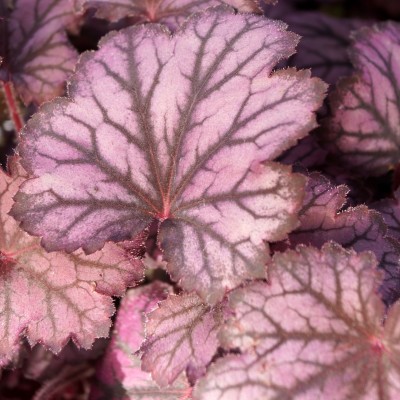 Heuchera Frost