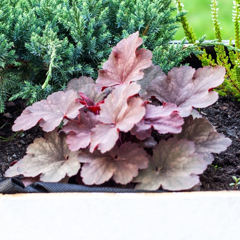 Heuchera Georgia Peach