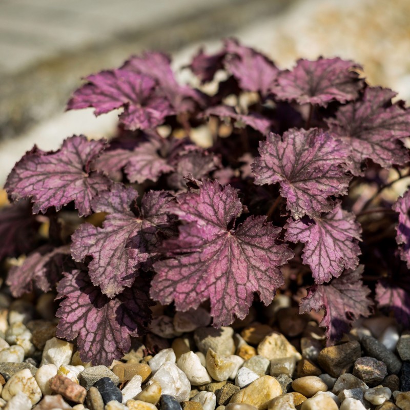 Heuchera Georgia Plum