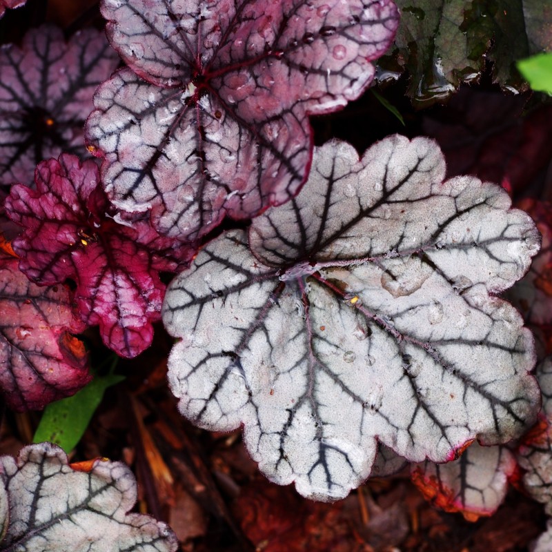 Heuchera Glitter