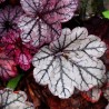 Heuchera Glitter