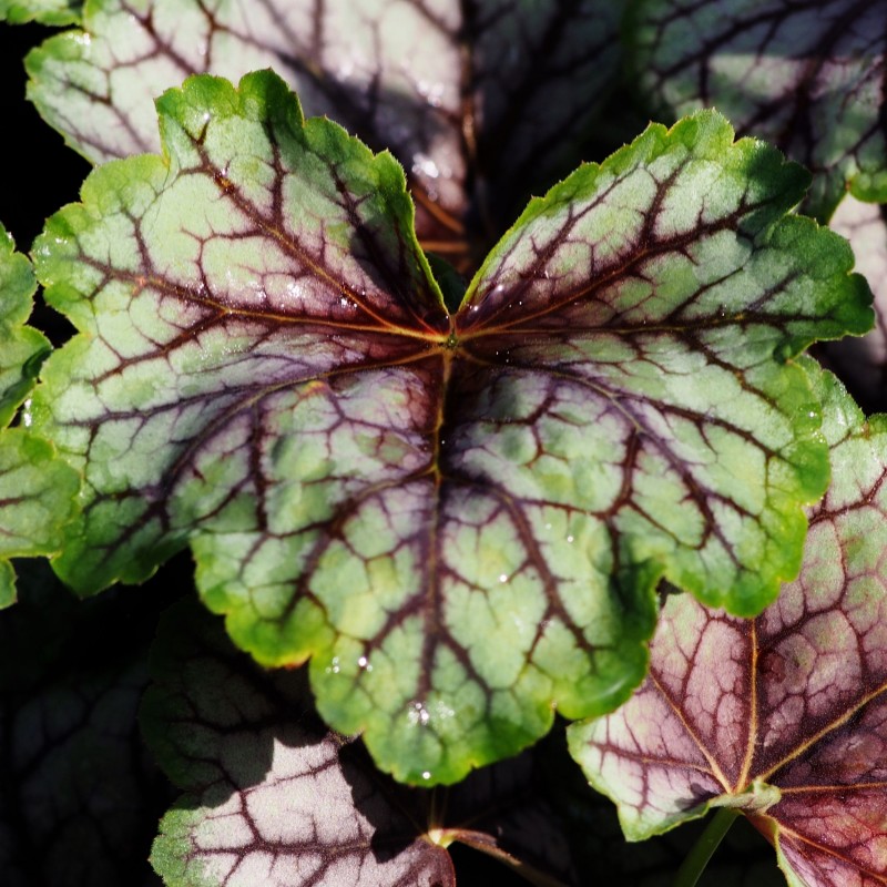 Heuchera Green Spice