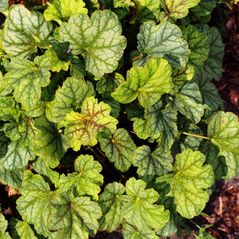 Heuchera Green Spice