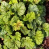 Heuchera Green Spice