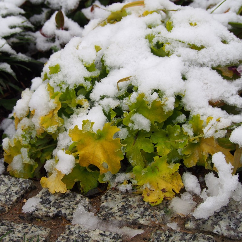 Heuchera Lime Marmalade