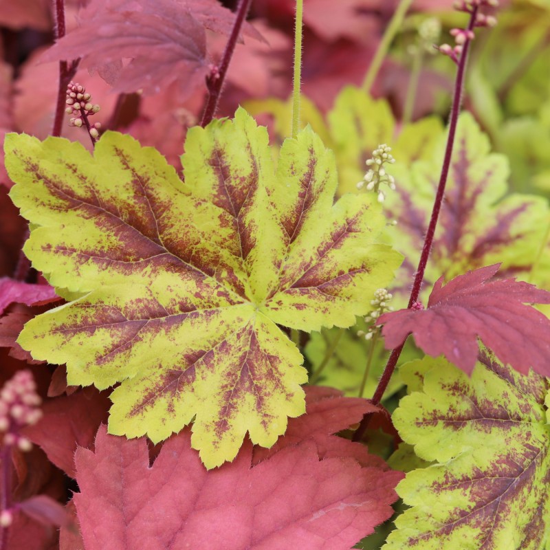 Heuchera Northern Exposure Sienna