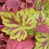 Heuchera Northern Exposure Sienna