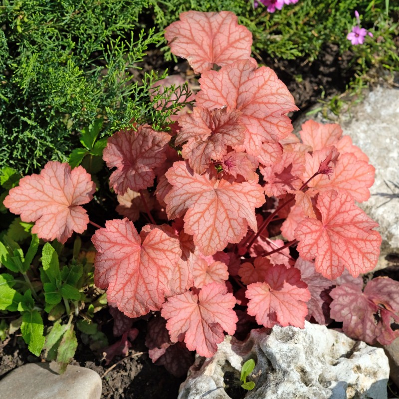 Heuchera Paprika