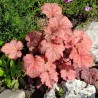 Heuchera Paprika