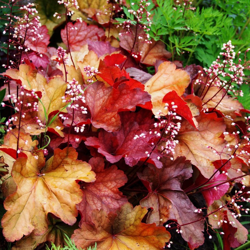 Heuchera Paprika