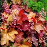 Heuchera Paprika