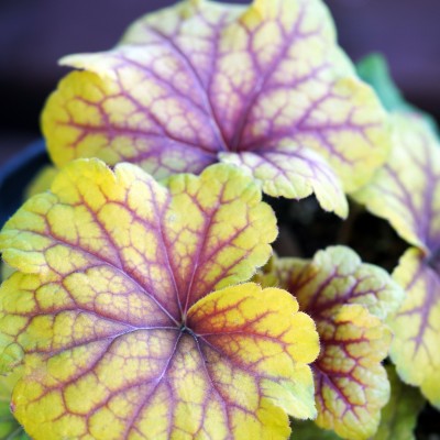 Heuchera Red Lightning