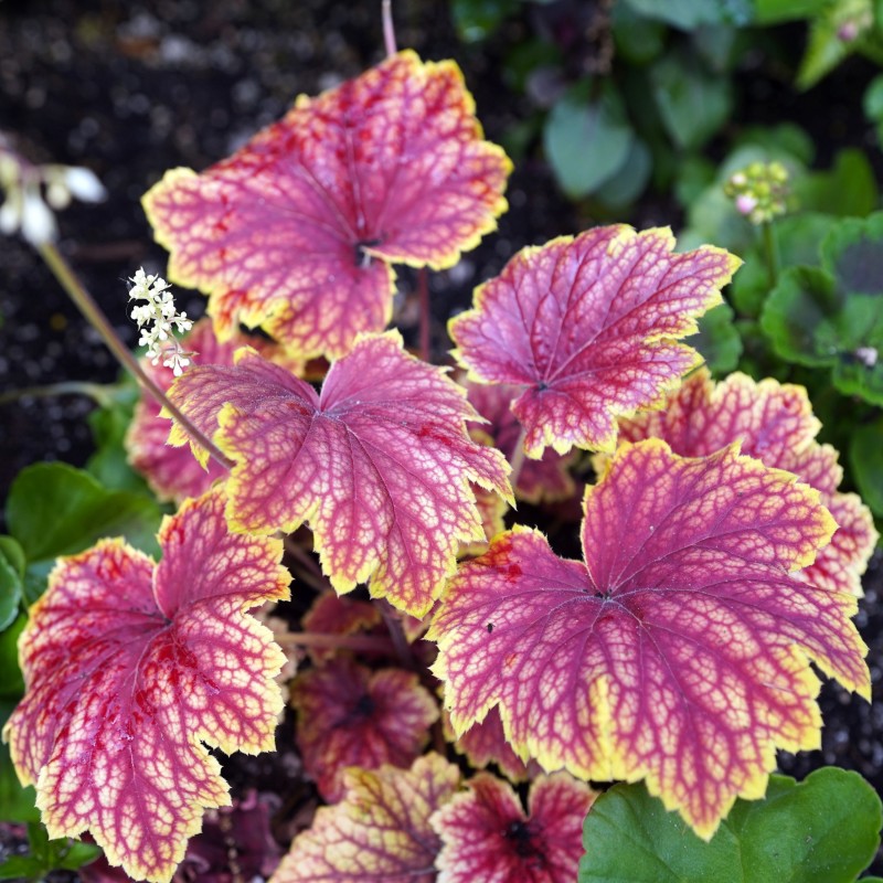 Heuchera Tiramisu