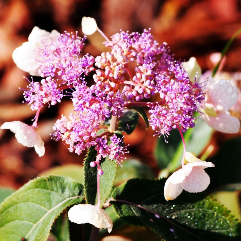 Hortensia  Hot Chocolate