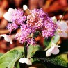 Hortensia  Hot Chocolate