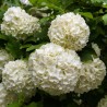 Hortensia Bright White