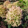 Hortensia Skyfall
