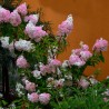 Hortensia Vanille fraise