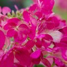 Hortensia Wims Red