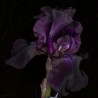 Iris Black Beauty